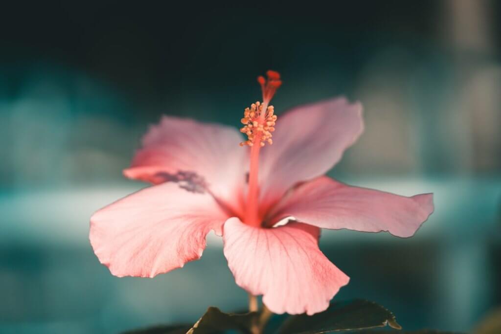 hardy hibiscus flower