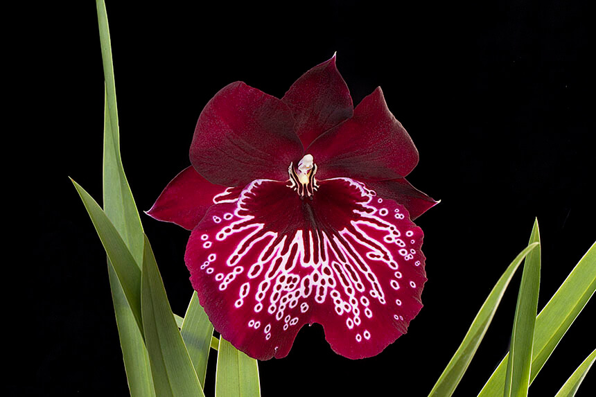 Miltonia Orchid -how to care for orchids
