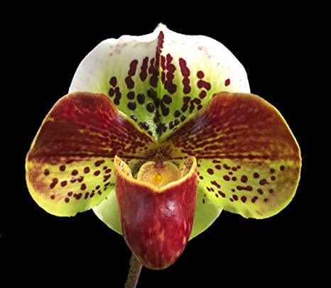 paphiopedilum orchid - how to care for orchids