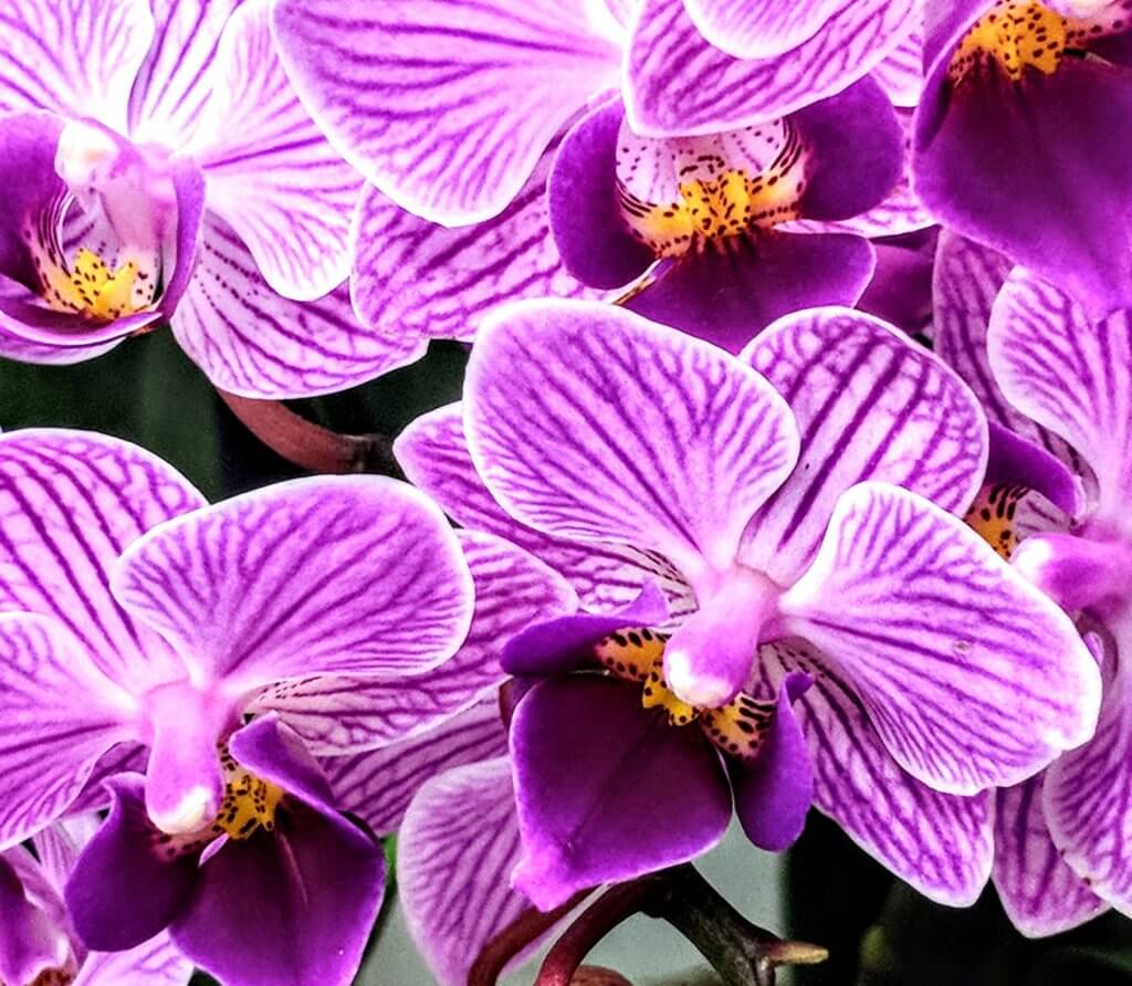 pink and purple orchids