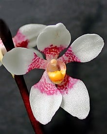 sarcochilus orchid-how to care for orchids