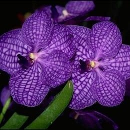 vanda orchid -how to care for orchids