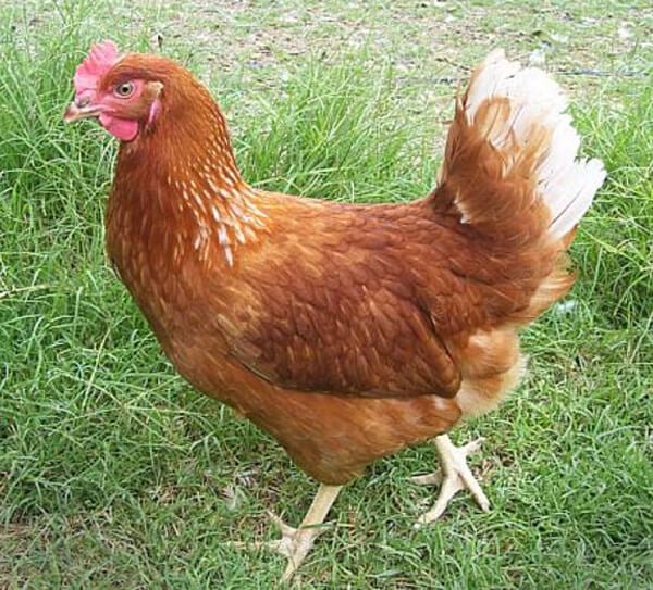 Golden Comet Chicken