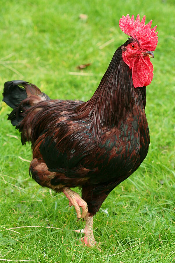 Rhode Island Chicken