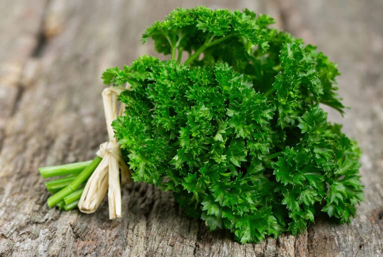 curled leaf parsley