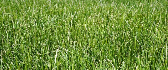 9 Best Grass Seed For Shade - The Gardening Dad