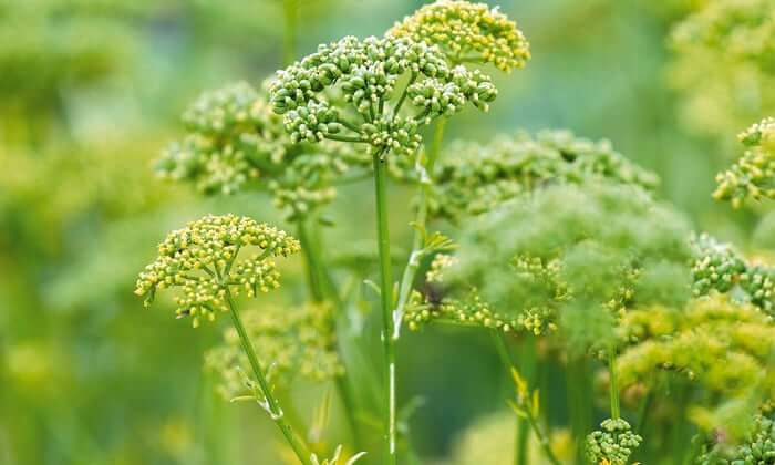 bolted parsley