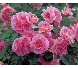 15 Most Effective Tips How to Prune Roses - The Gardening Dad