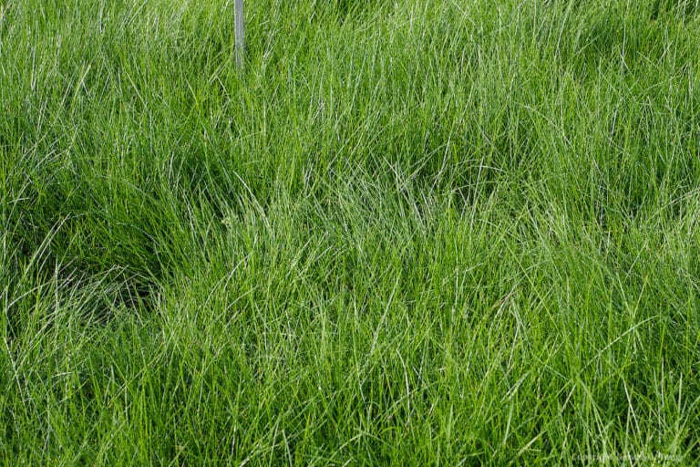 9 Best Grass Seed For Shade The Gardening Dad