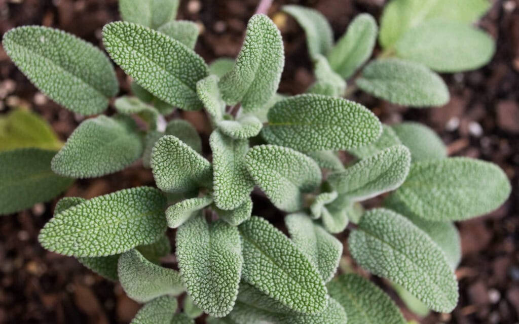 common sage