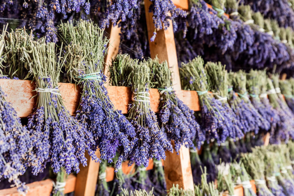 how to grow lavender from seed - drying lavender
