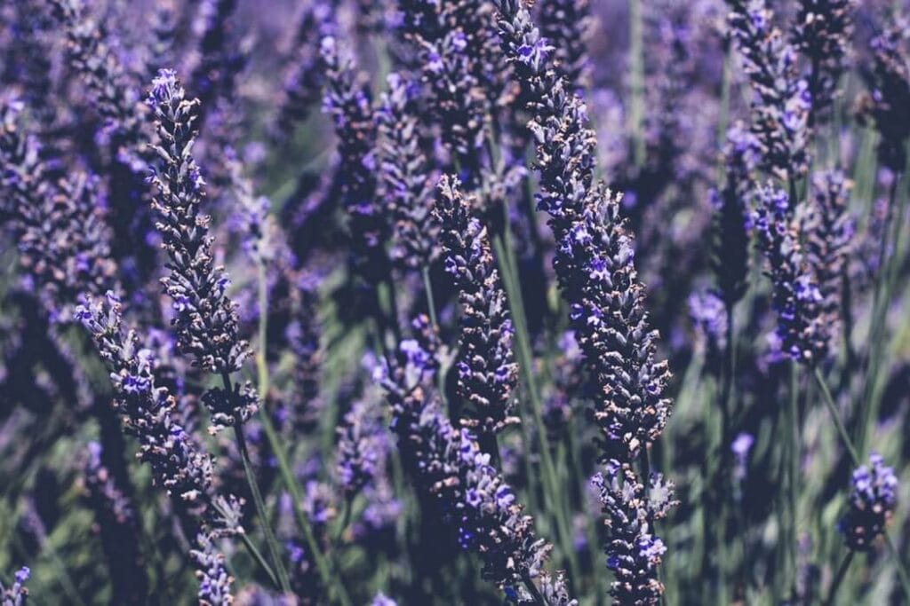 english lavender