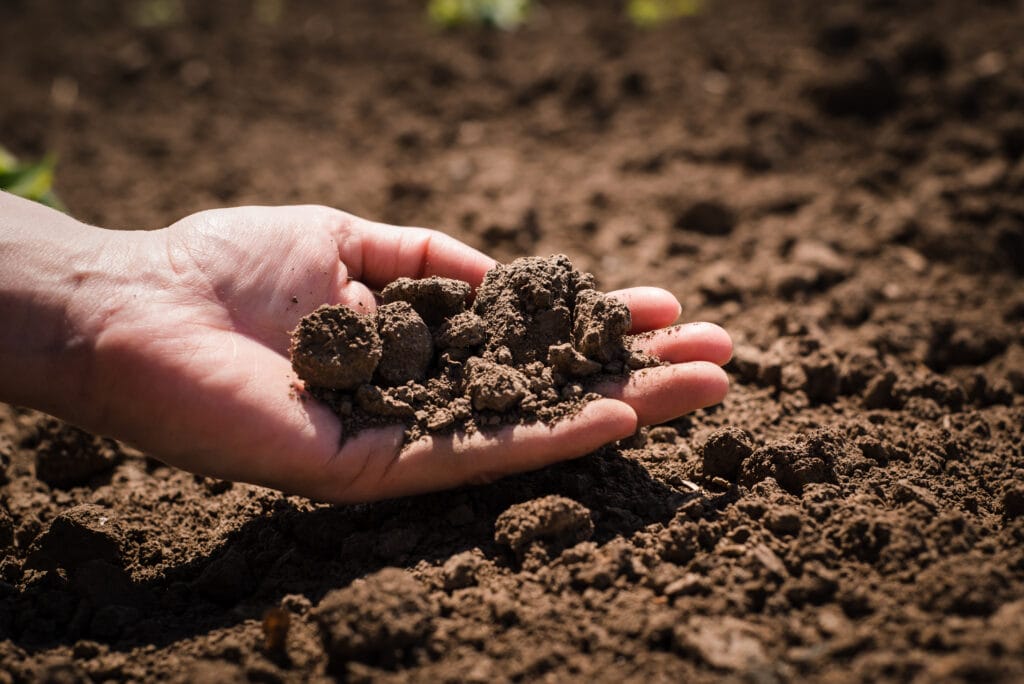 how to grow lavender from seed - garden soil