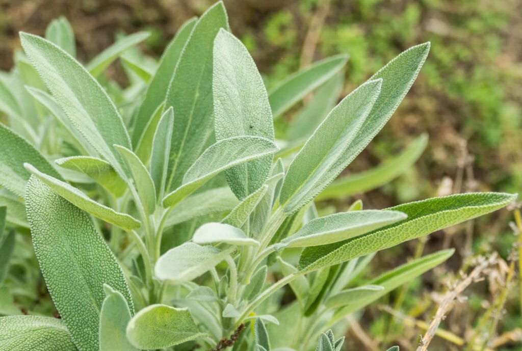 growing sage outdoors