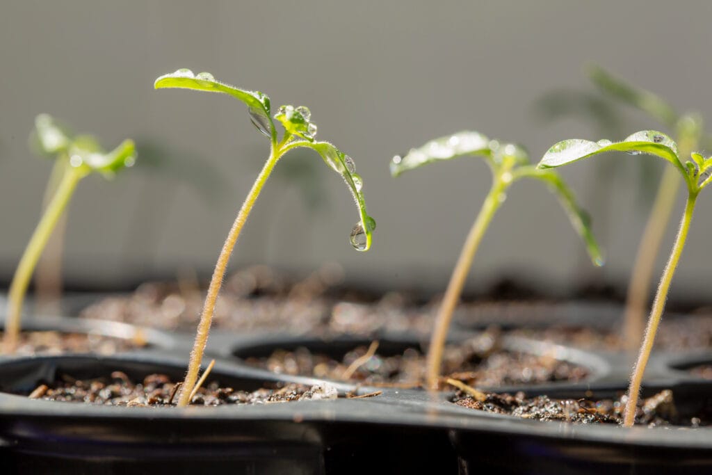 Learning How to Grow Lavender from Seed