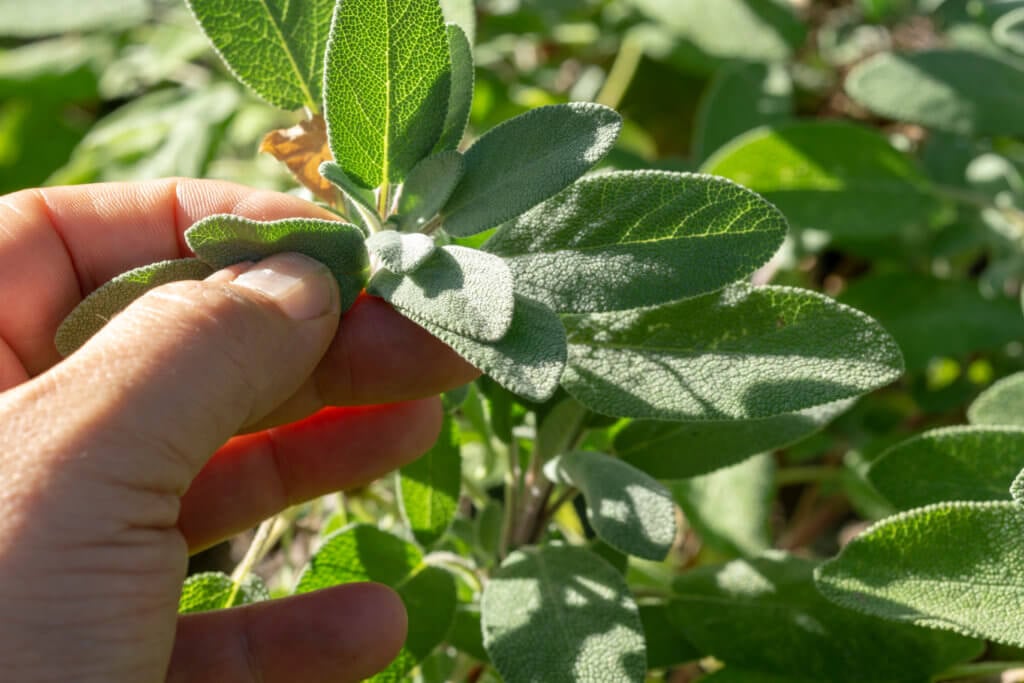 caring for sage