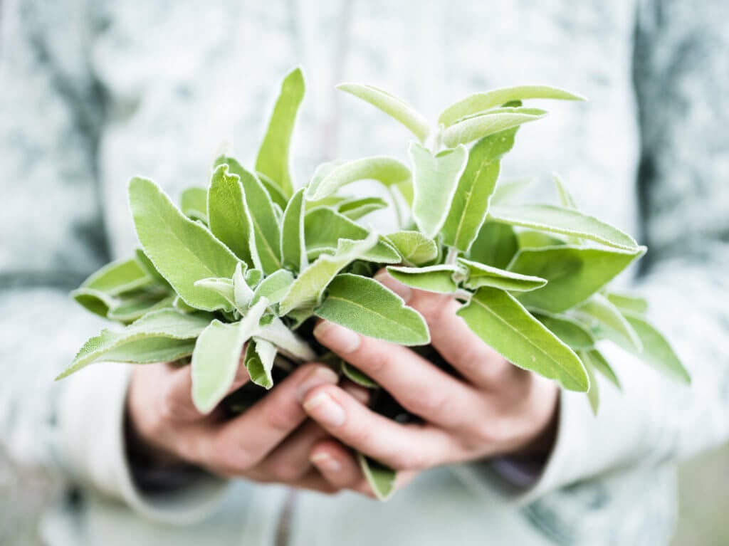 how to harvest sage