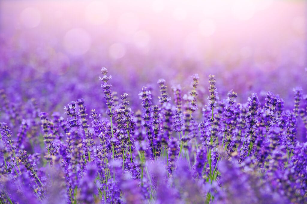 how to grow lavender from seed