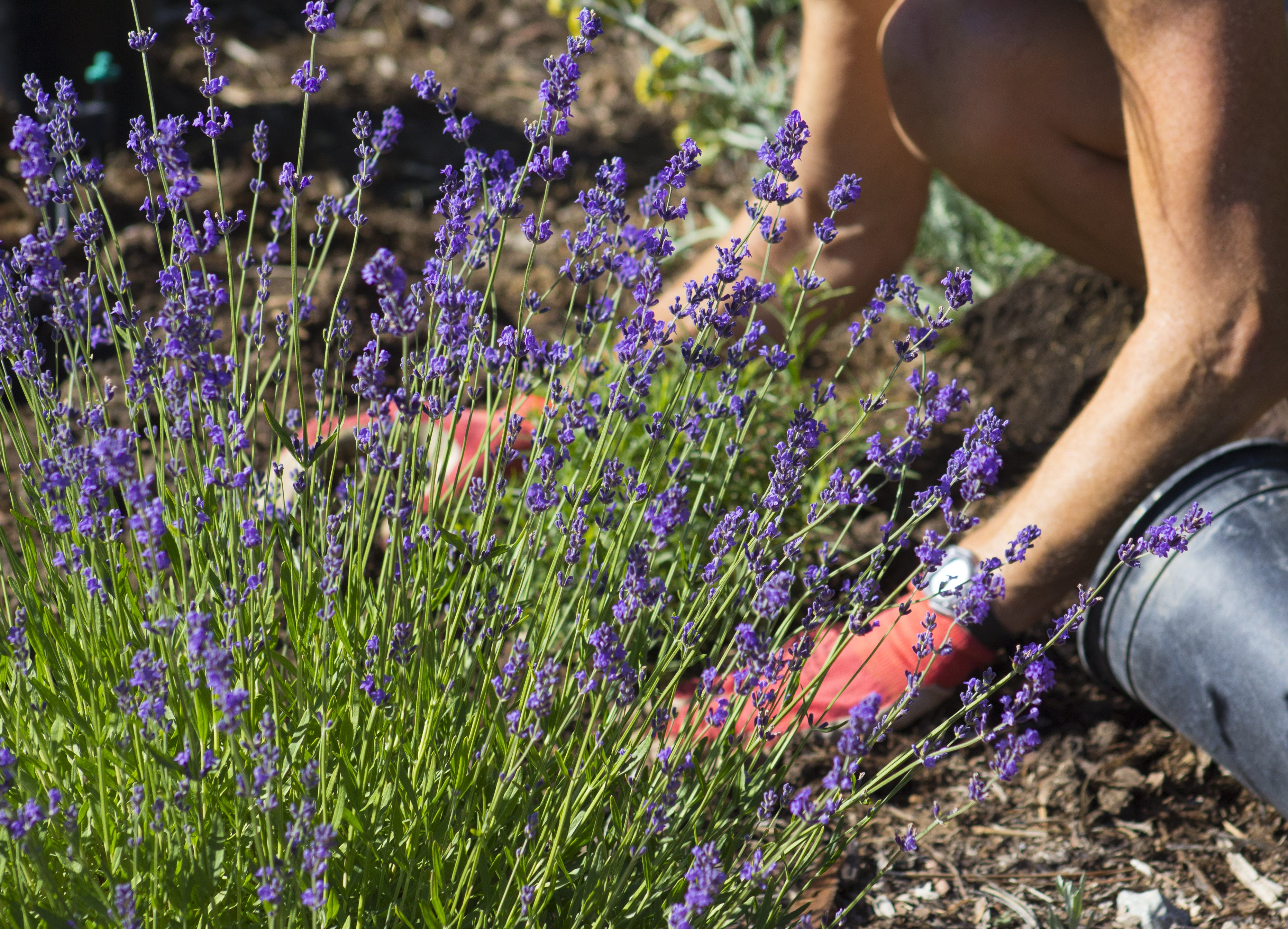 lavender care