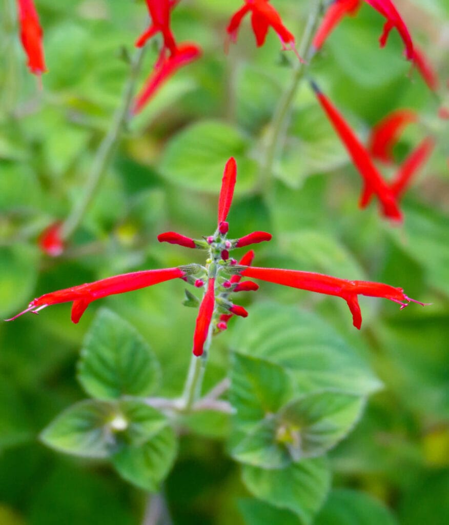 pineapple sage