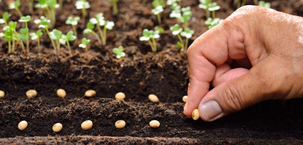 planting sage seeds