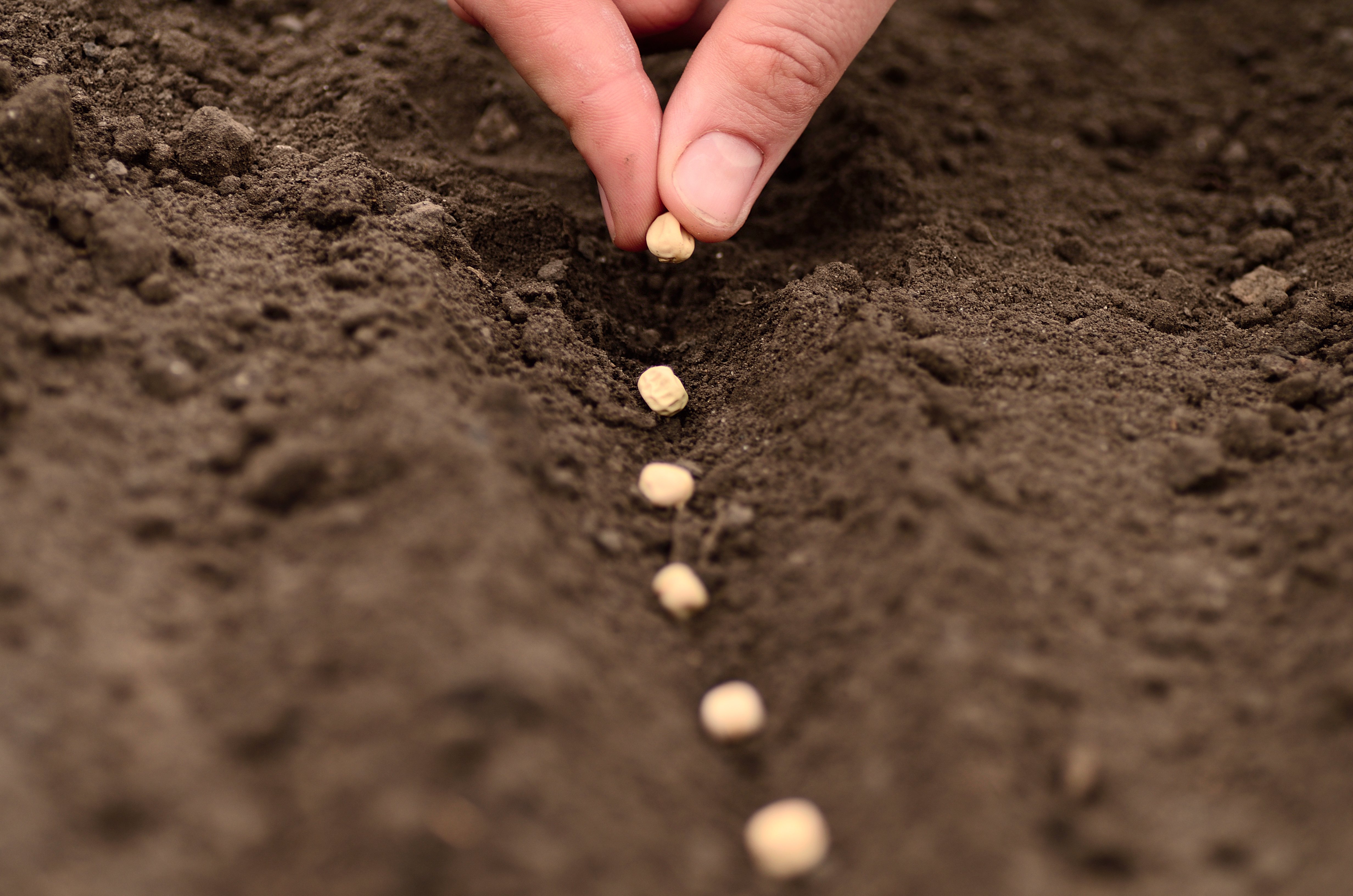 How to Grow Lavender from Seed Outside