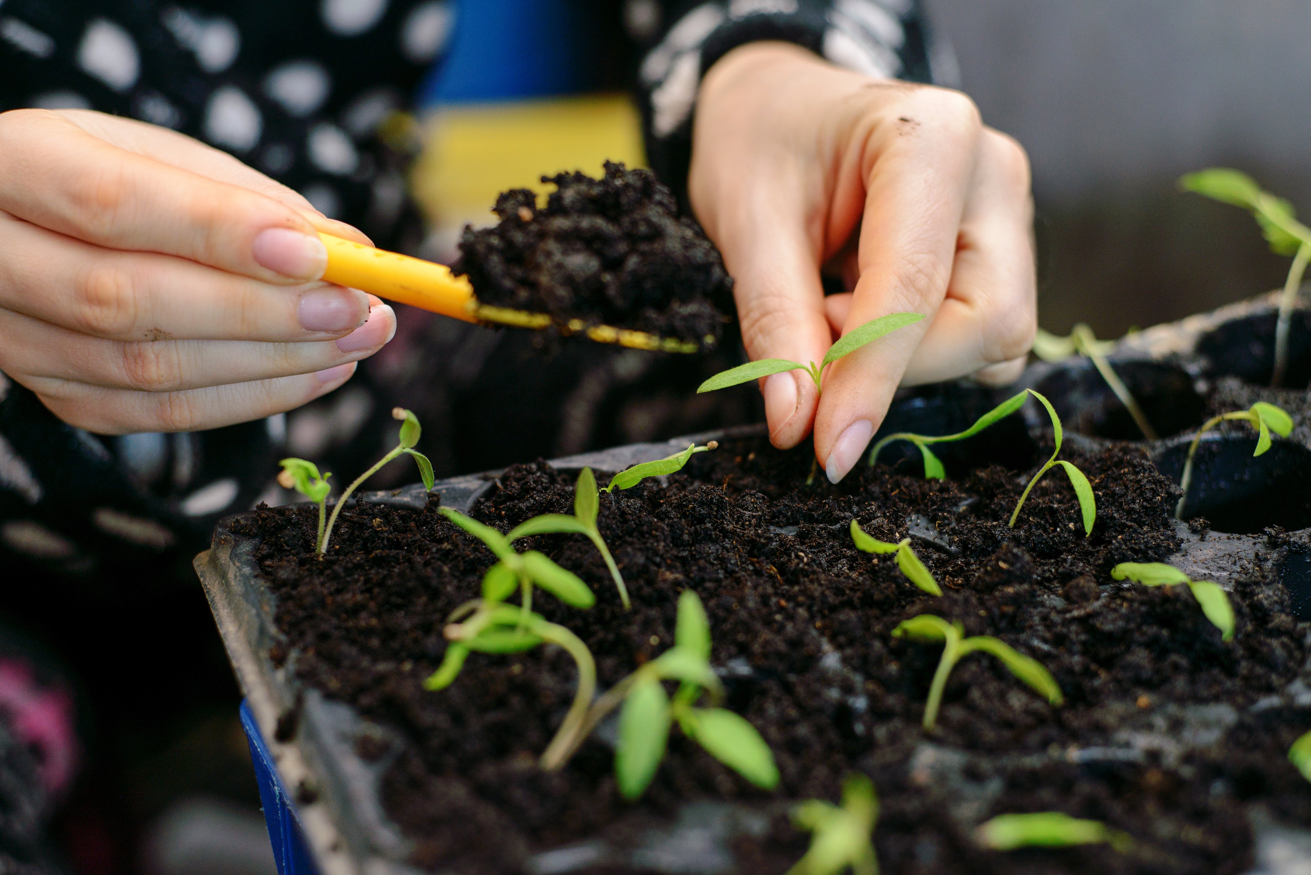 prune and transplant tomatoes