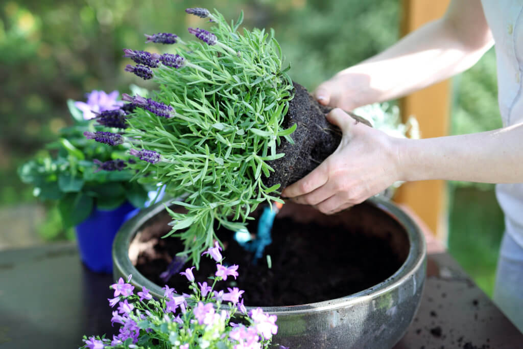 transplanting lavender outside
