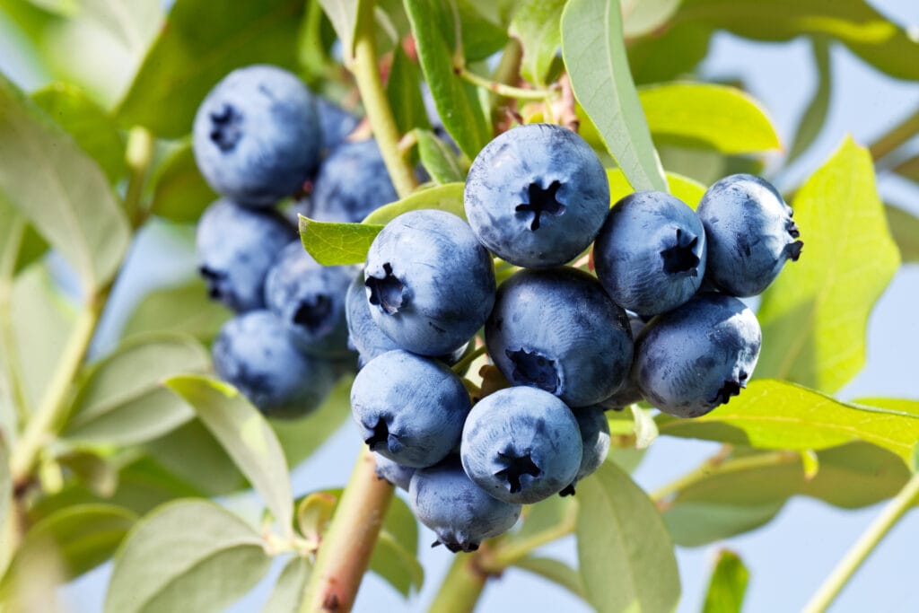 blueberry bush