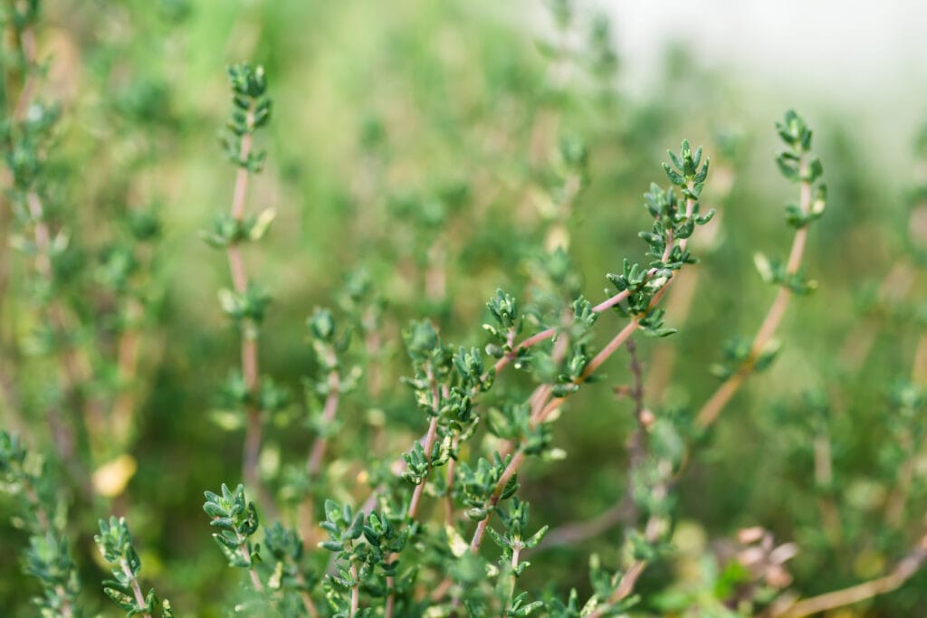 thyme