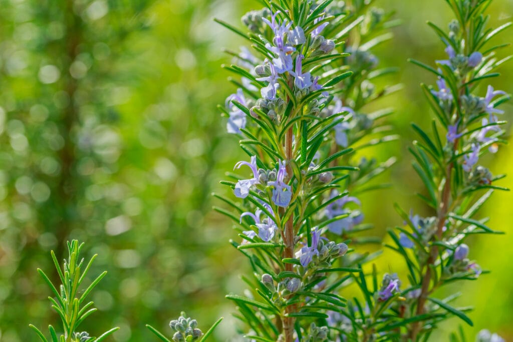 Benenden Rosemary