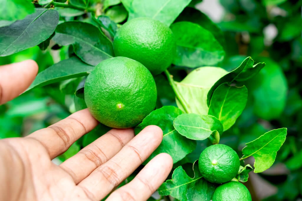 caring for limes