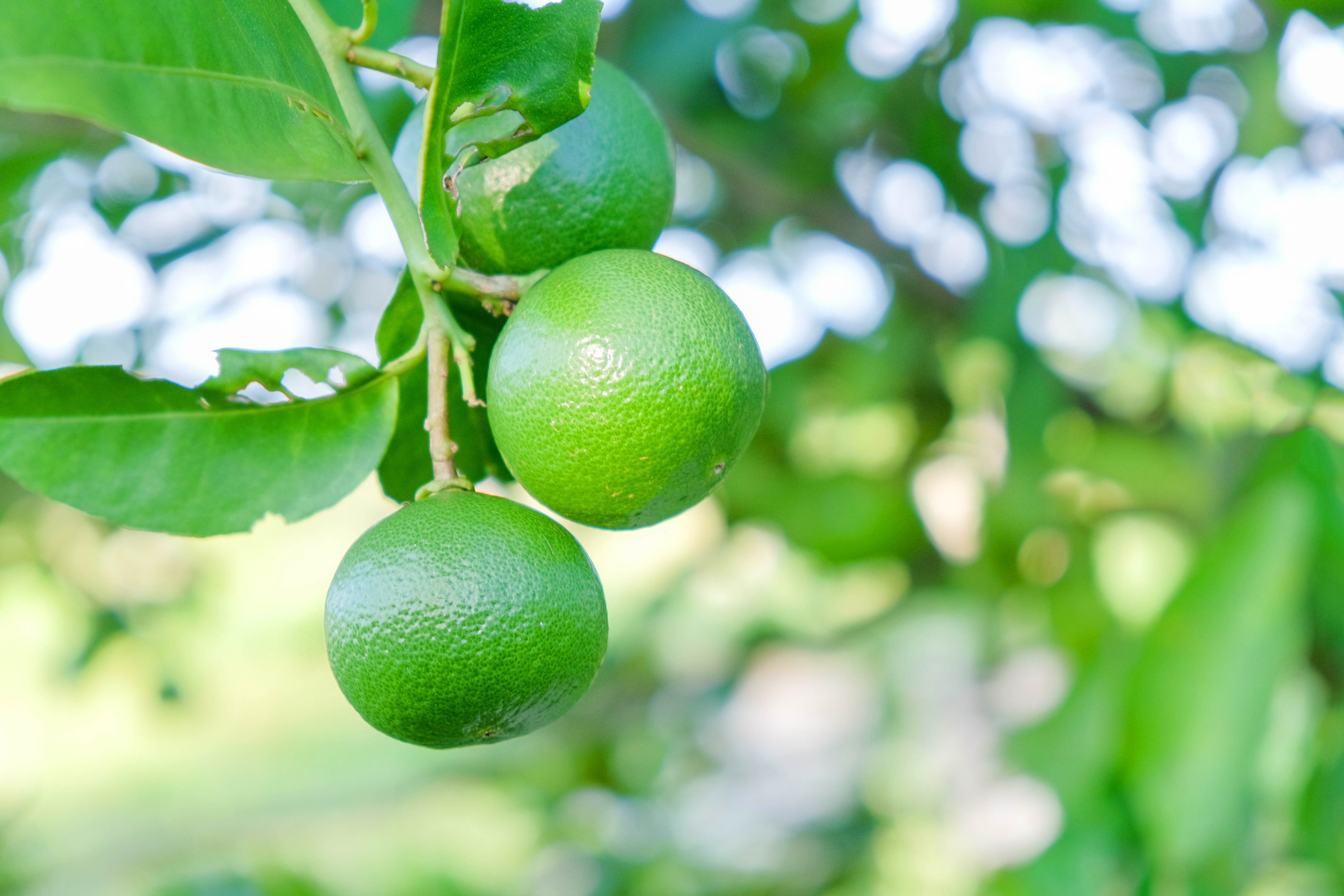 Hirt's Key Lime Tree