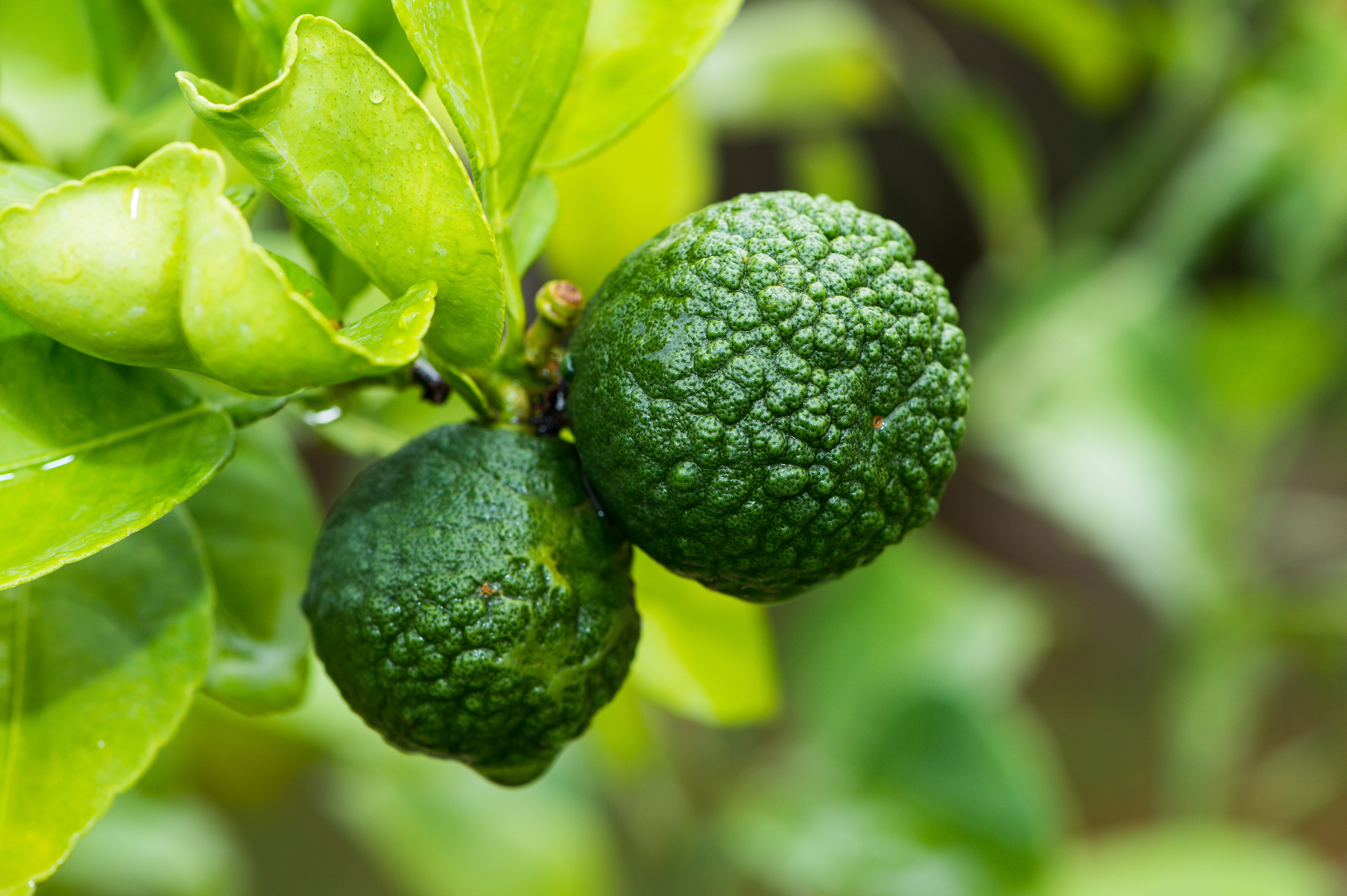 Kaffir Lime Tree