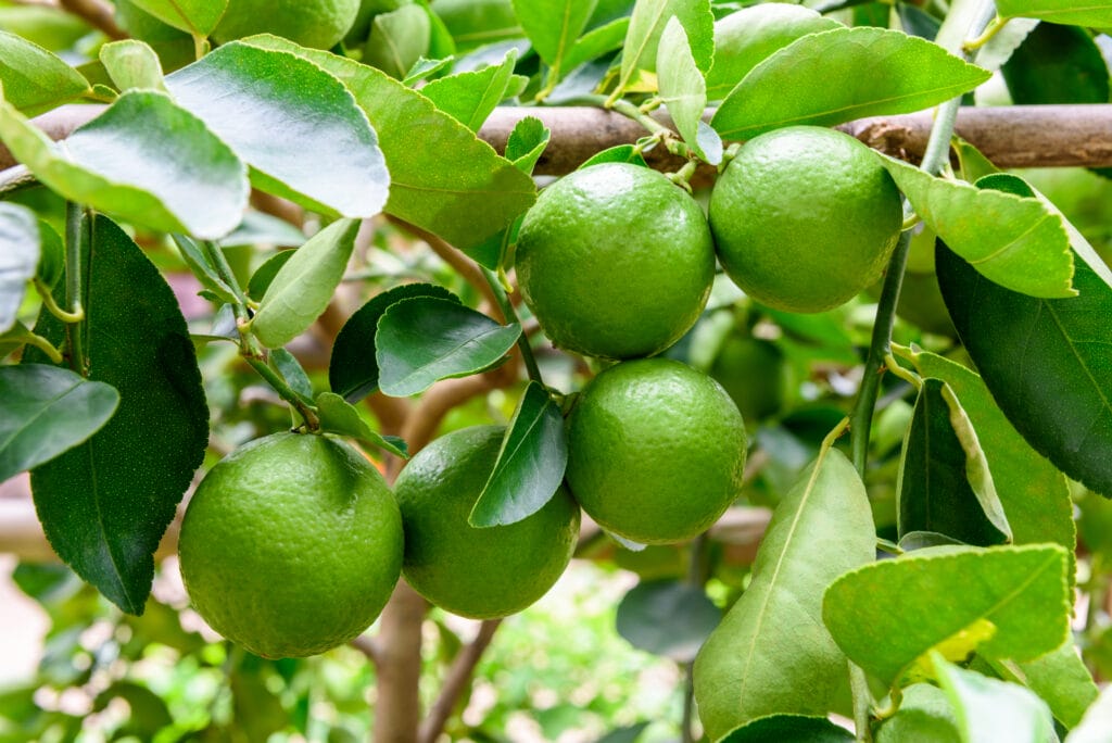 Persian Lime Tree