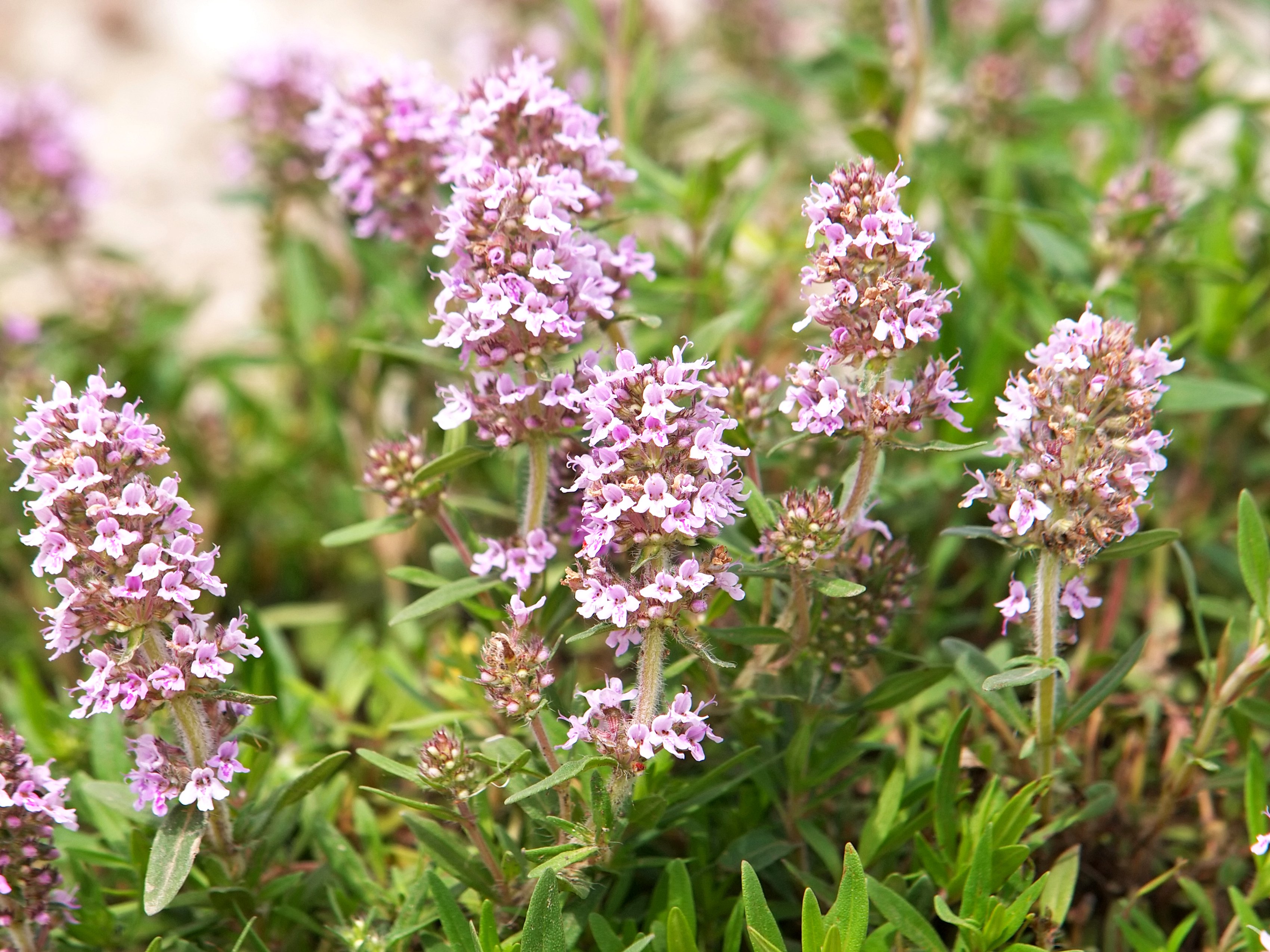 common thyme