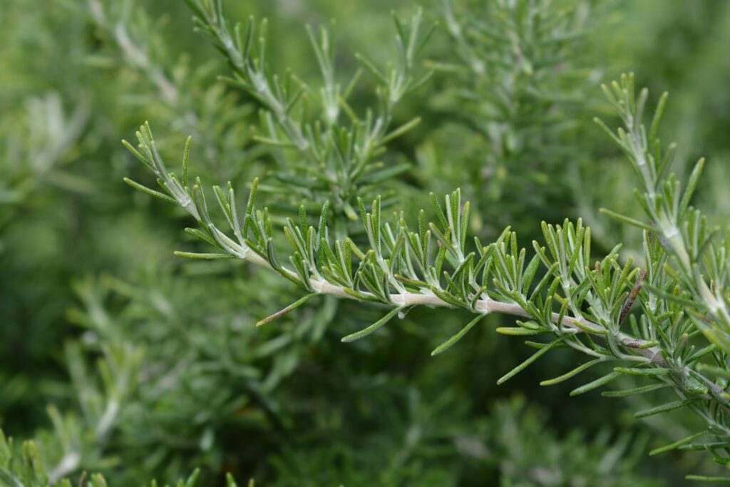 creeping rosemary 