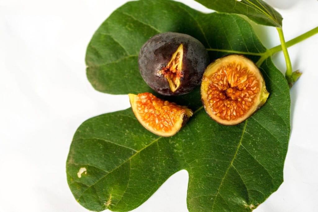 fig tree care