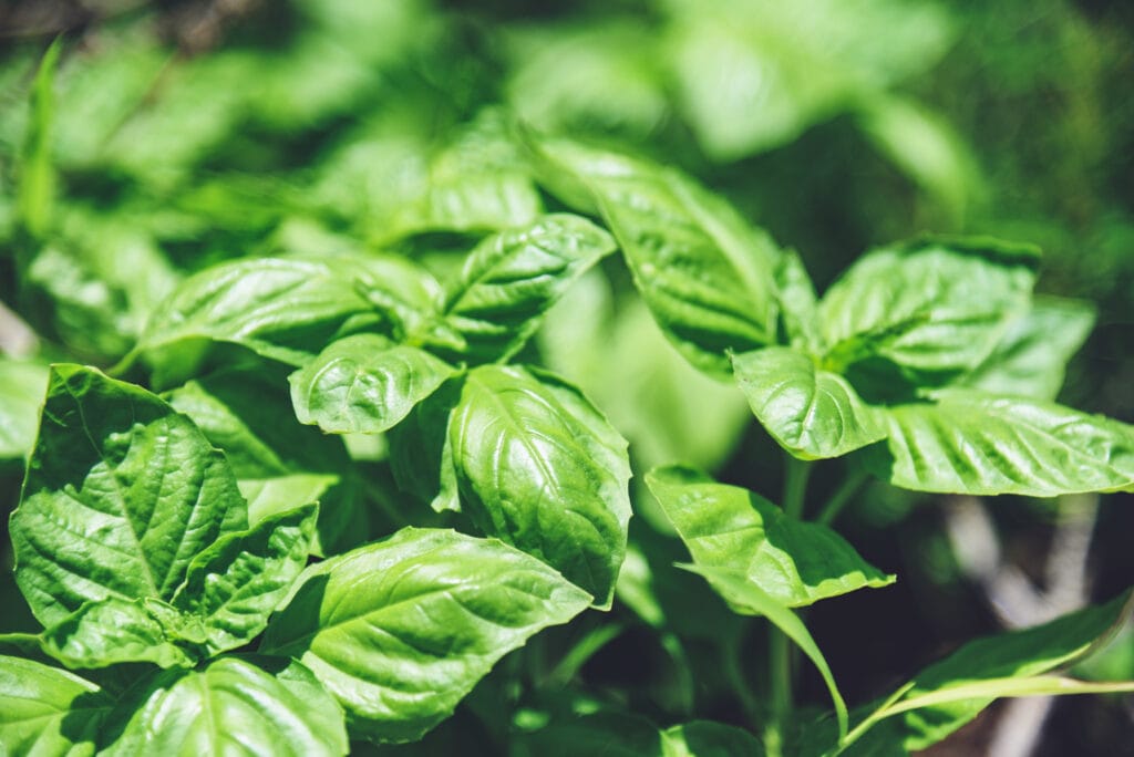 genovese basil