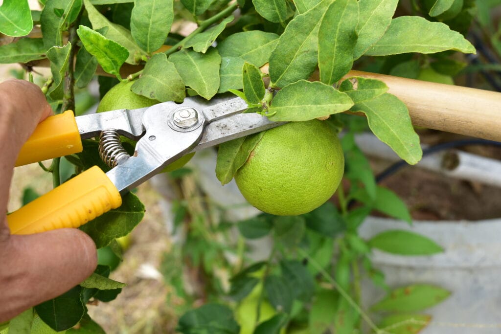 harvesting limes