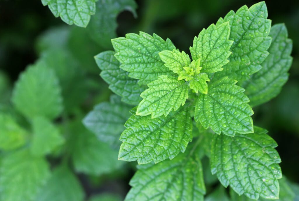 lemon basil