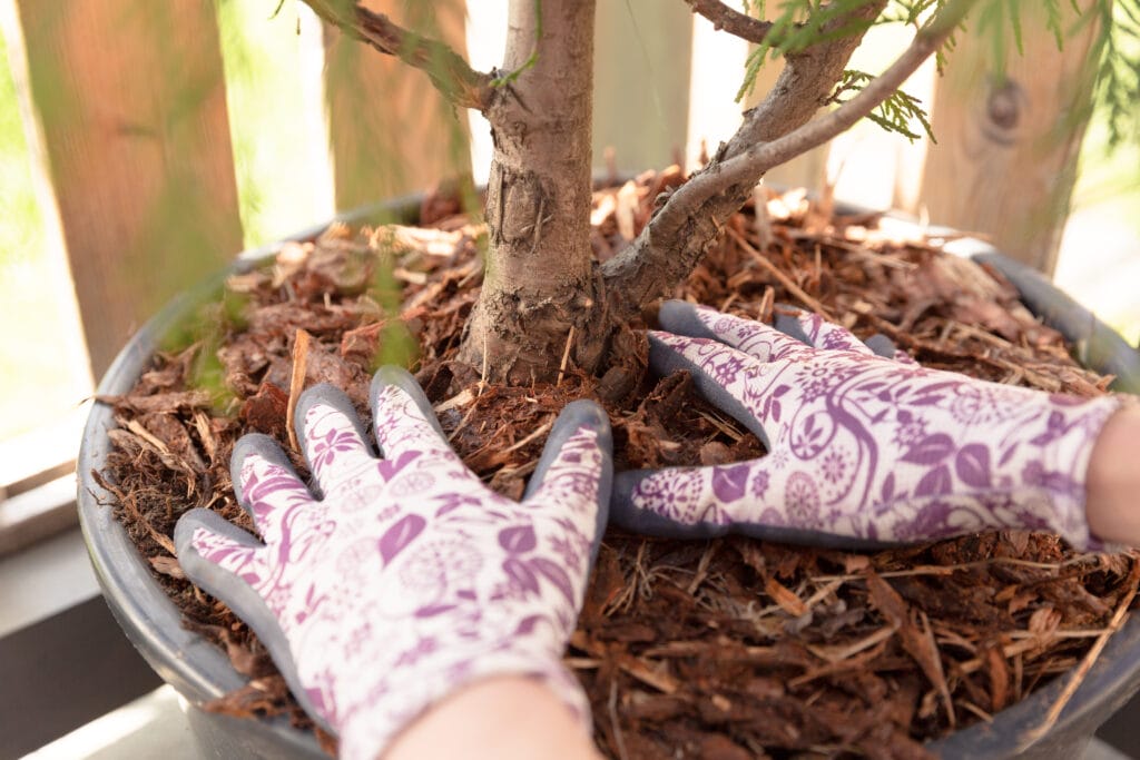 mulching fig tree