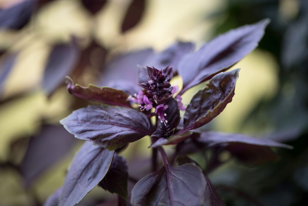 purple basil