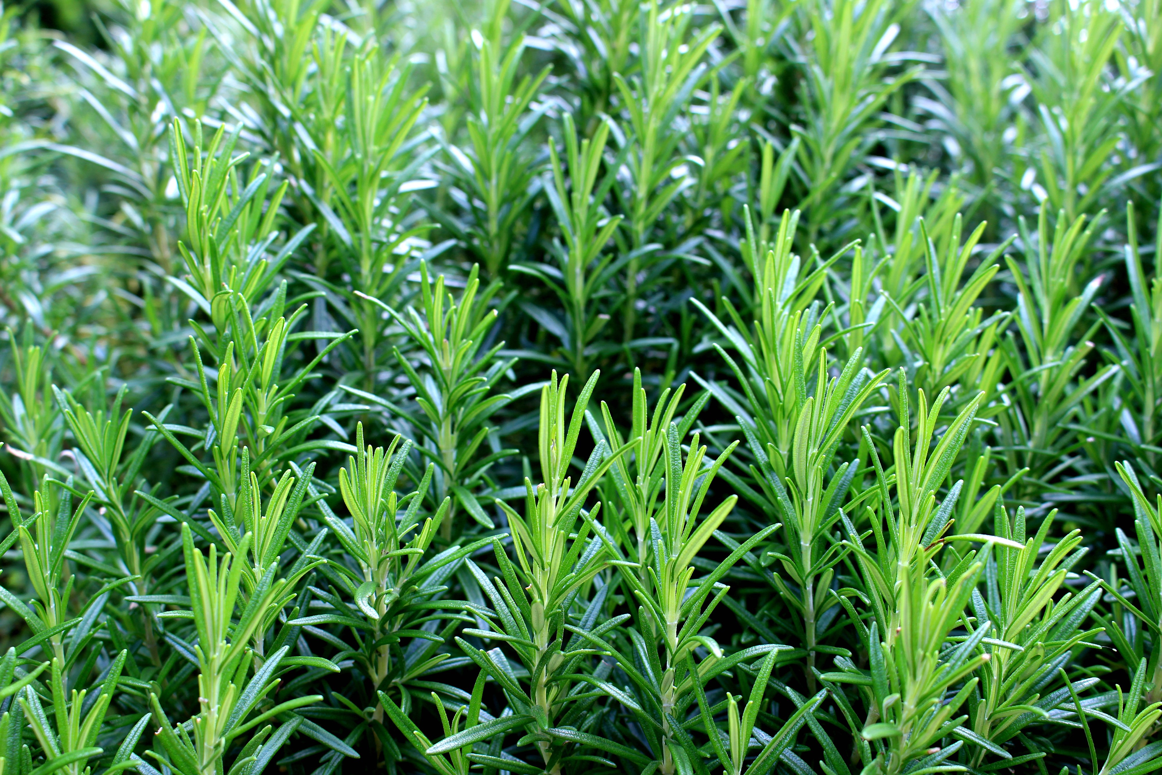 rosemary 2