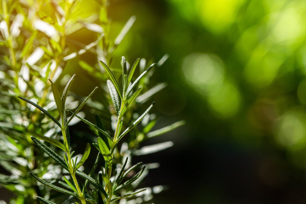 caring for rosemary