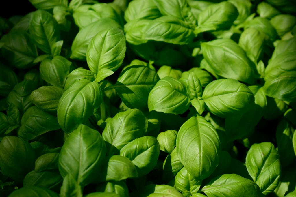 sweet basil