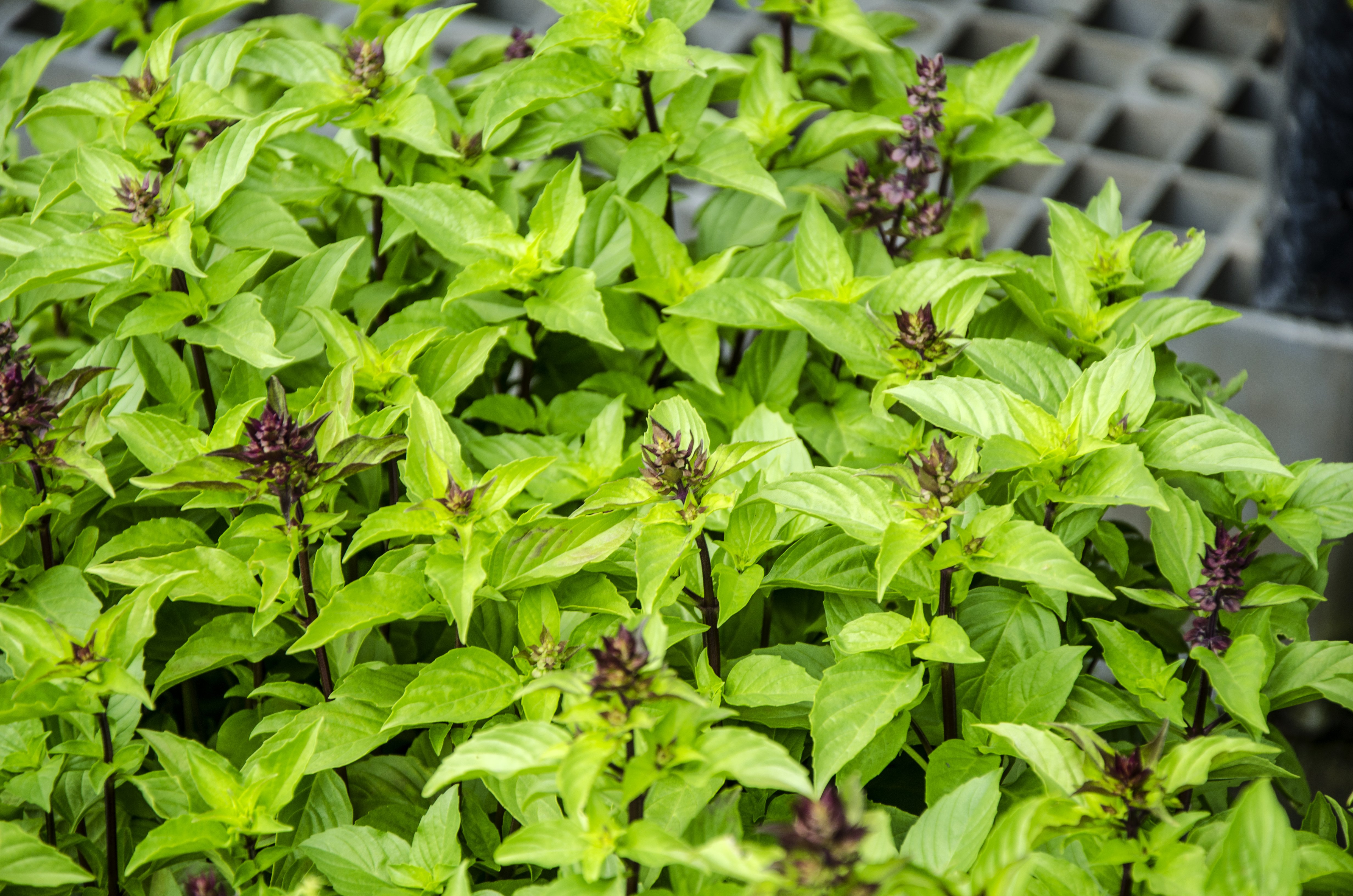 thai basil