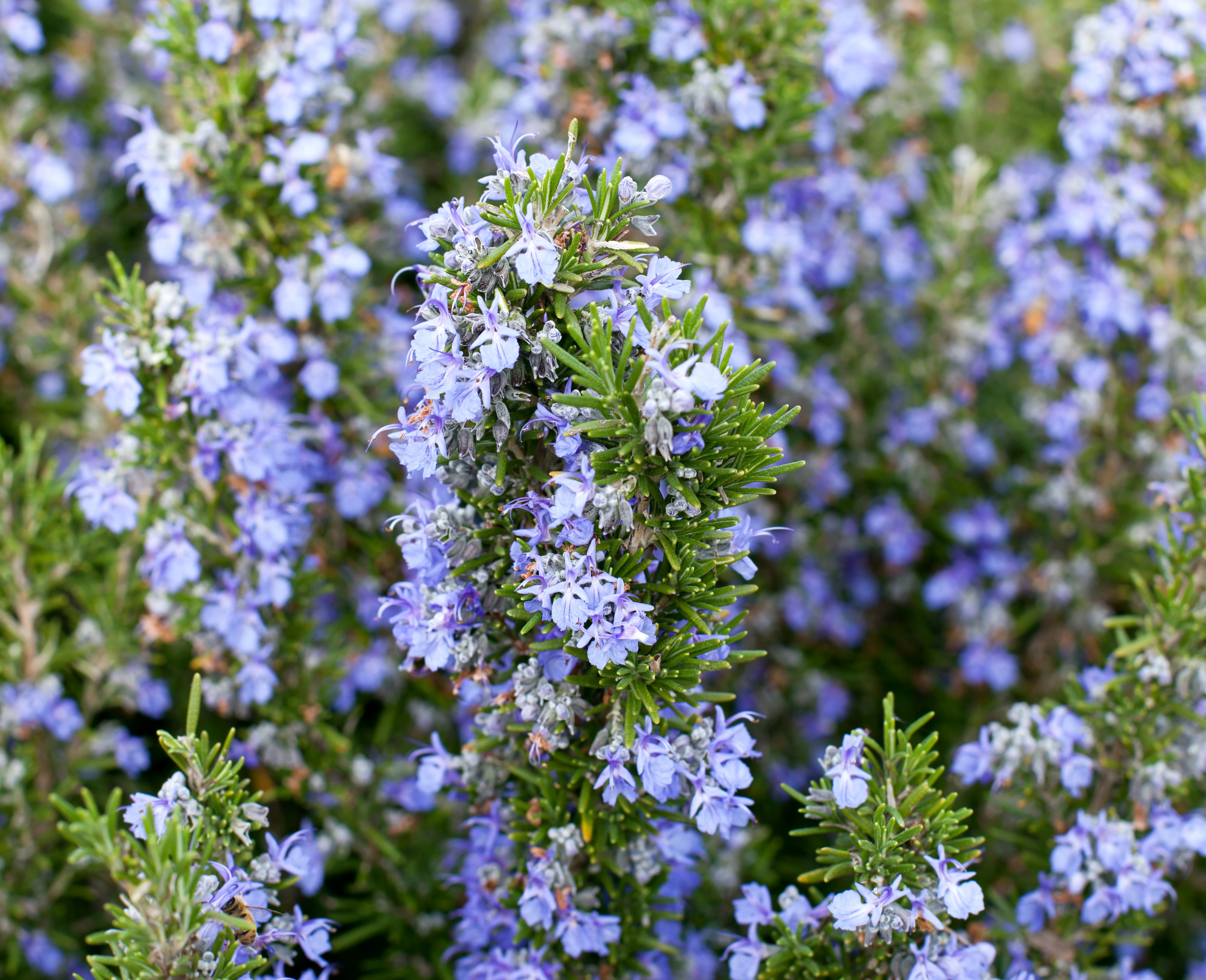 tuscan blue rosemary