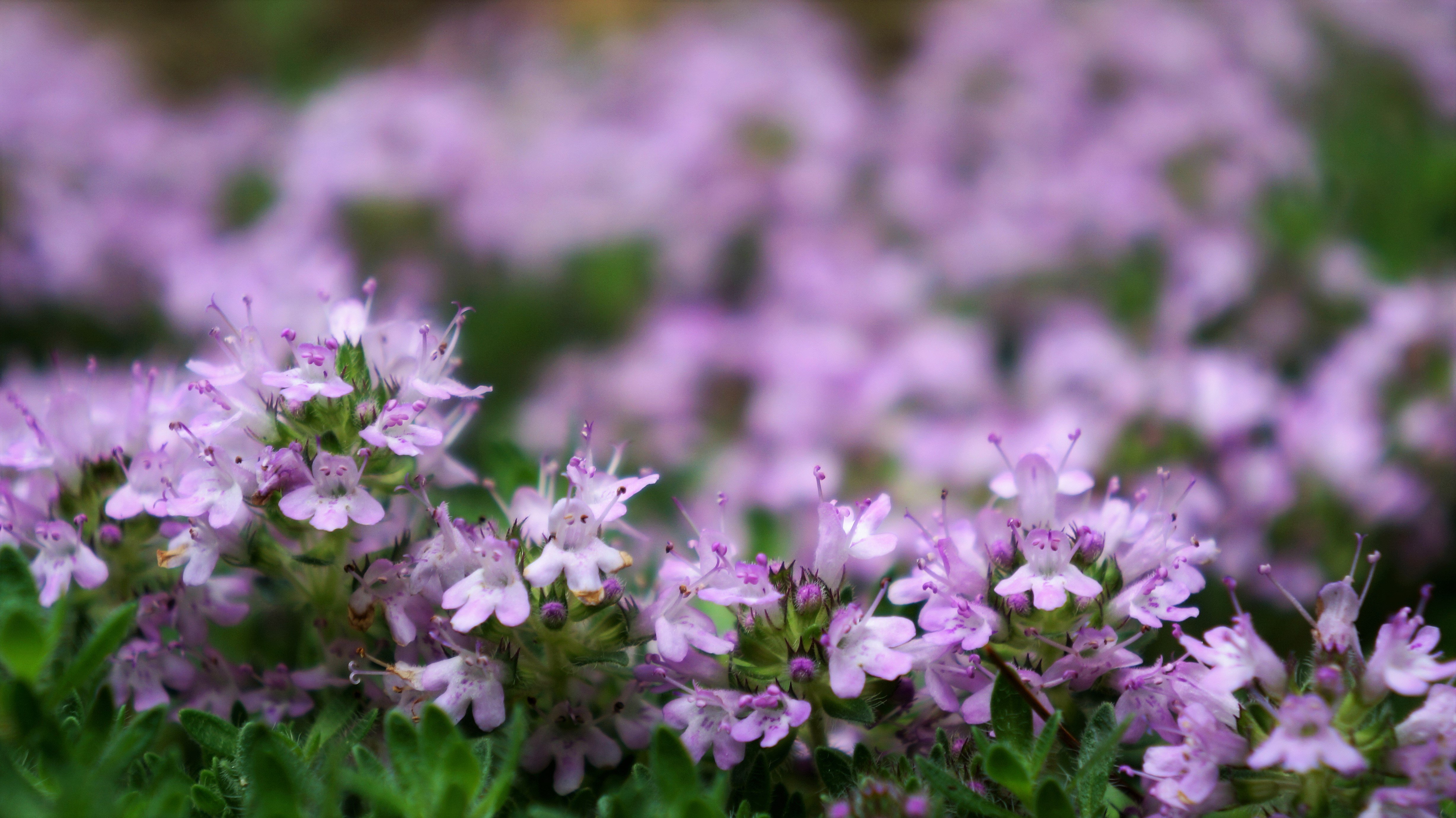 woolly thyme