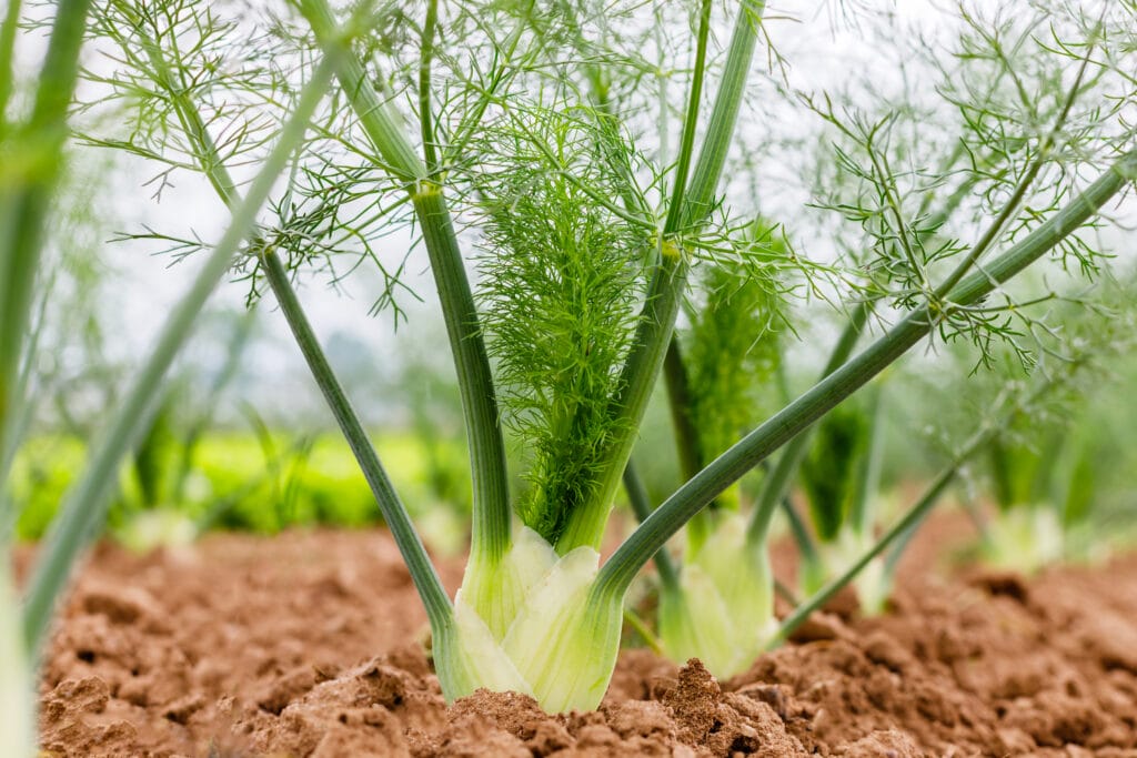 Annual Fennel